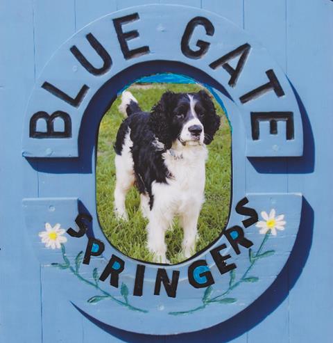 Blue Gate English Springer Spaniels